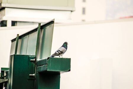 Photograph of a dove in an urban sceneの写真素材