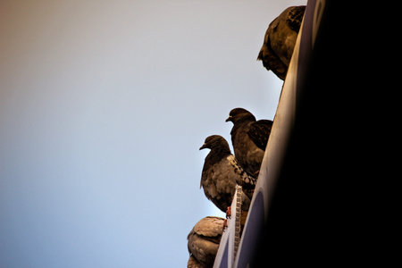 Photograph of some doves in an urban scene