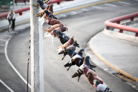 Photograph of some doves in an urban sceneの写真素材