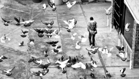Photograph of some doves in an urban sceneの写真素材