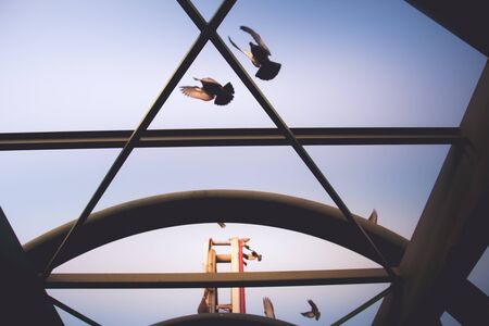 Photograph of some doves in an urban sceneの写真素材