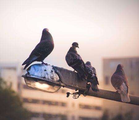 Photograph of some doves in an urban sceneの写真素材