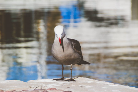 Photograph of a seagull and a marine environment photograph