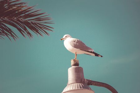 Photograph of a seagull and a blue sky photographの写真素材
