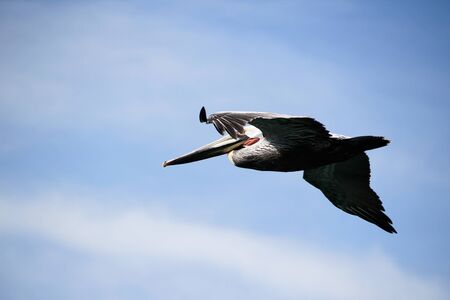 Photograph of a pelican bird and a blue skyの写真素材