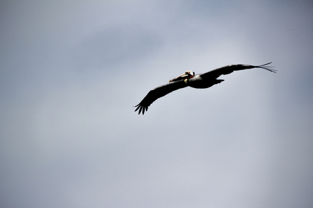 Photograph of a pelican bird and a blue skyの写真素材