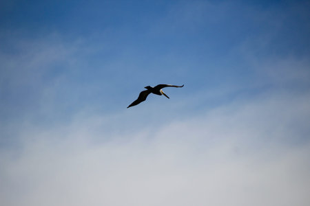 Photograph of a pelican bird and a blue sky