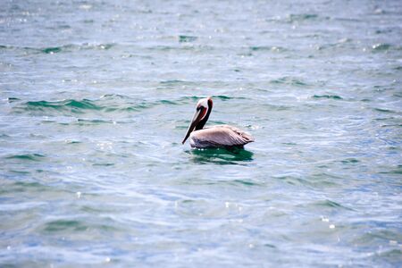 Photograph of a pelican bird in the seaの写真素材
