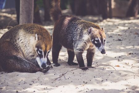 Mexican mayan Coati animalの写真素材