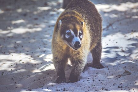 Mexican mayan Coati animalの写真素材