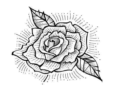 Hand drawn vector illustration or drawing of a rose flowerのイラスト素材