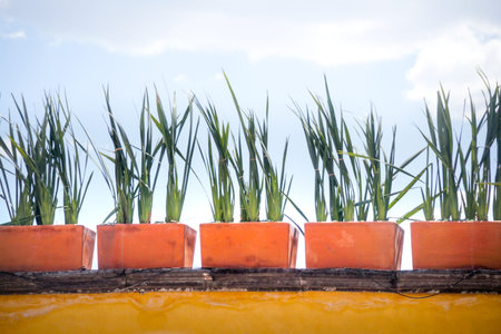 Photograph of some maguey plants and pots in rustic mexican style