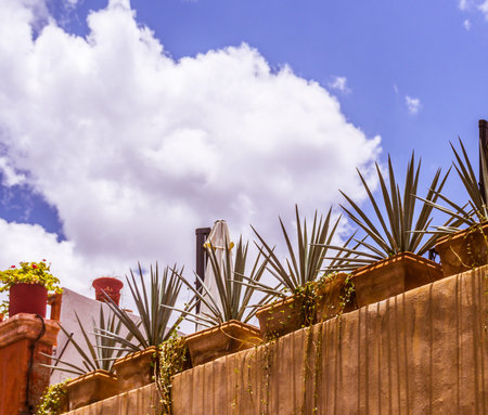 Photograph of some maguey plants and pots in rustic mexican style