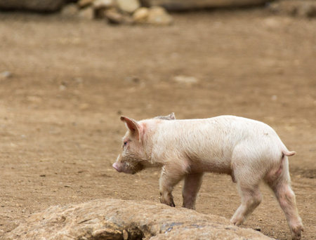 Photograph of a pig on a dirt floor