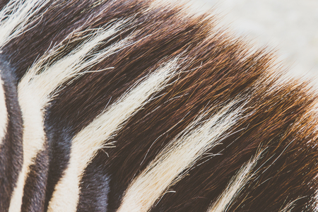 Photograph of a zebra skin detailの写真素材