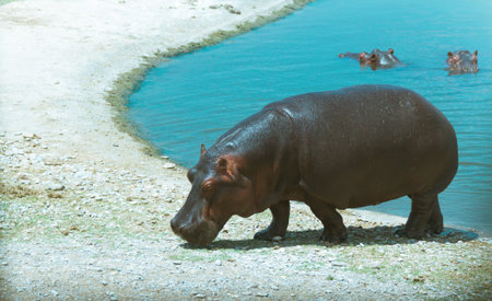 Photograph of a hippo walking outside a lake