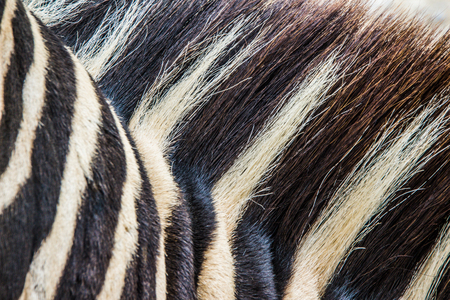 Photograph of a zebra skin detailの写真素材