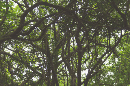 photograph of many interlaced trees in a wooded areaの写真素材