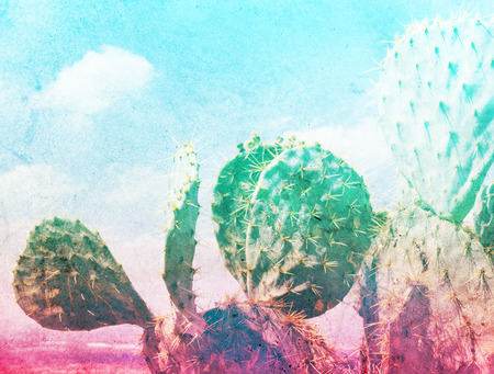 Photograph of some green nopal cactuses and color gradientの写真素材