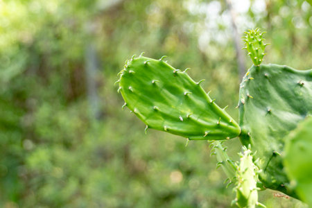 Photograph of a green cactus plant called nopal