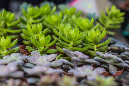 Detail photograph of some succulent plantsの写真素材