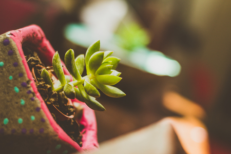 Detail photograph of some succulent plantsの写真素材