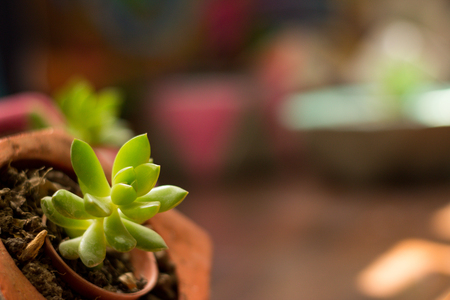 Detail photograph of some succulent plantsの写真素材