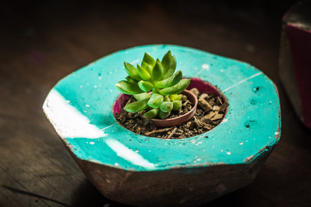 Detail photograph of some succulent plantsの写真素材