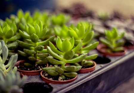 Detail photograph of some succulent plantsの写真素材