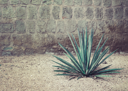 Detail of some maguey plantsの写真素材