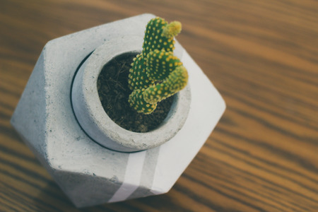 Photograph of a cactus plant in concrete potの写真素材