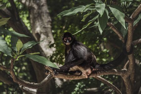 Photograph of a spider monkey in the jungleの写真素材