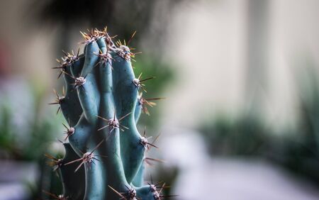 Green cactus plant detail photographの写真素材