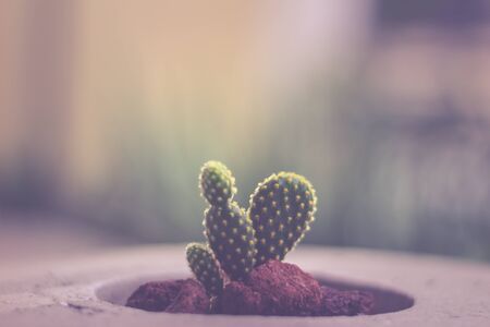 Green cactus plant detail photographの写真素材