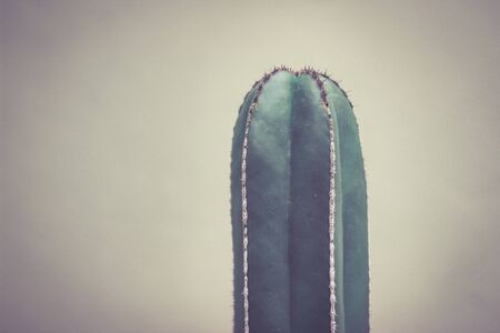 Green cactus plant detail photographの写真素材