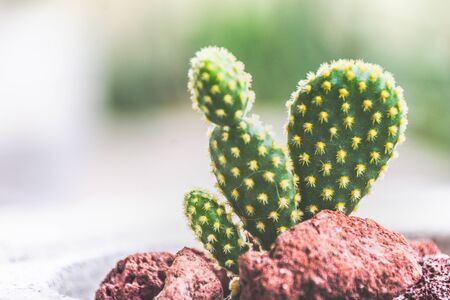 Green cactus plant detail photographの写真素材