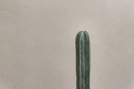 Green cactus plant detail photographの写真素材