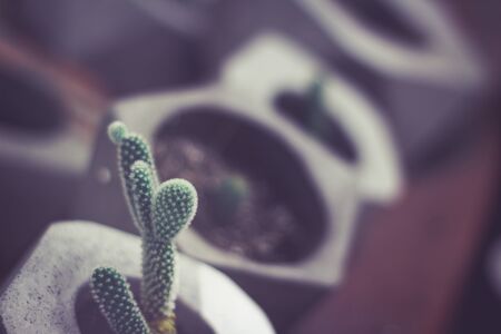 Green cactus plant detail photographの写真素材