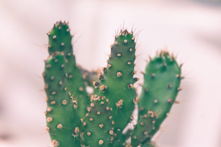 Green cactus plant detail photograph