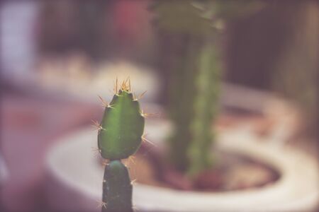 Green cactus plant detail photographの写真素材