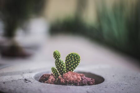 Green cactus plant detail photographの写真素材