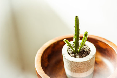Photograph of a green cactus in a concrete pot