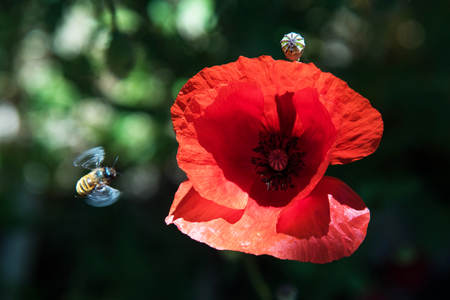 Poppy corolla towards which a bee is approachingの写真素材