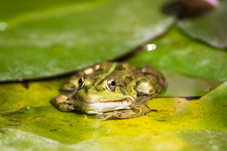 Photo of a frog on leaves of water lilies taken from the front in close upの写真素材