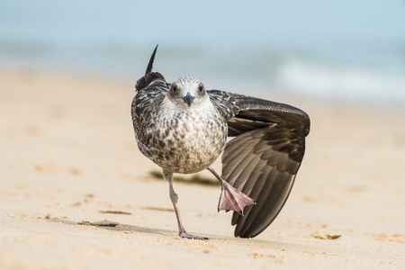 Photo, close-up, of a young, balanced on one leg, pulling one of his wingsの写真素材