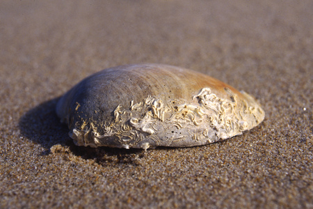 Photo dâun coquillage avec concrÃ©tions sur le sableの写真素材