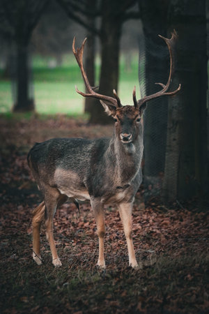 Fall deer in the forest. Wild animal in the nature.の写真素材