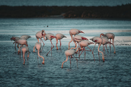 Flock of pink flamingos in the lagoonの写真素材