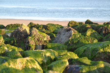 Green breakwater stones on a beachの写真素材