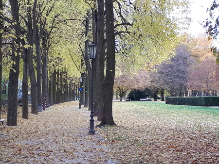 Autumnal tree avenue in a parkの写真素材